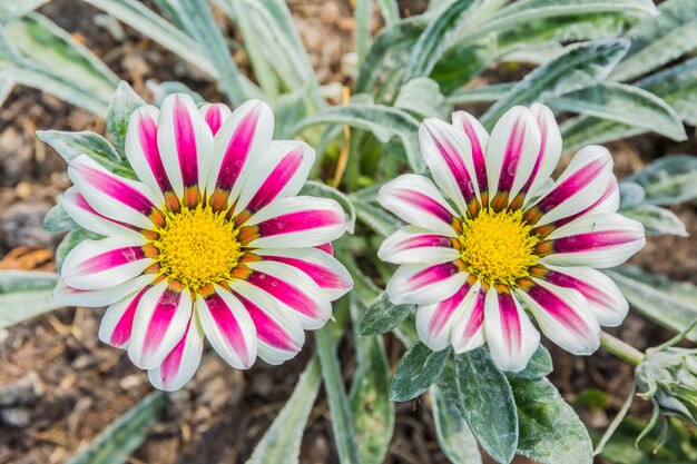 Zdjęcie blady biały i fiołkowy barwiony tygrysi gazania kwiat