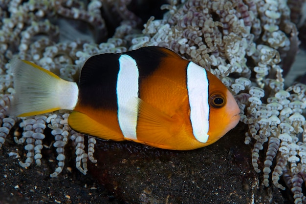 Błazenek - Amphiprion clarkii opiekuje się jajami. Podwodny świat Bali.