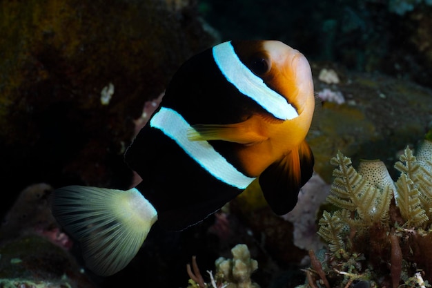 Błazenek - Amphiprion clarkii. Podwodny świat Bali.