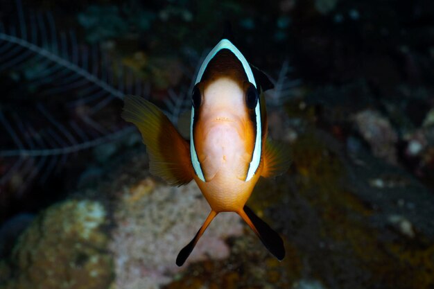 Błazenek - Amphiprion clarkii. Podwodny świat Bali.