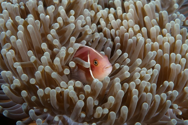 Błazenek - Różowy Anemonefish - Amphiprion perideraion. Życie morskie Bali, Indonezja.