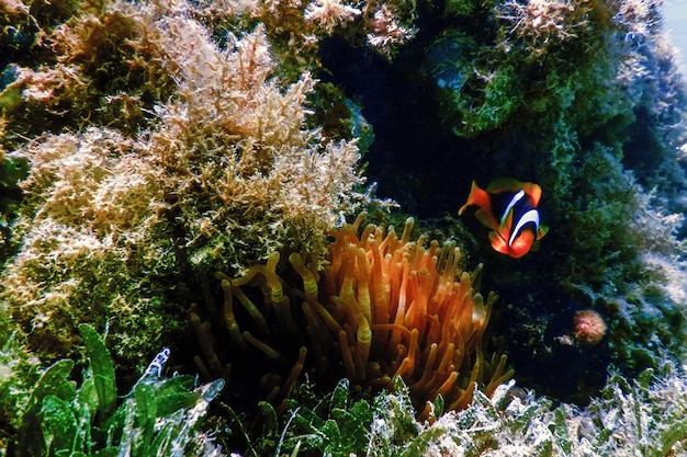 Błazenek Z Morza Czerwonego (amphiprion Bicinctus) Morze Czerwone, życie Morskie