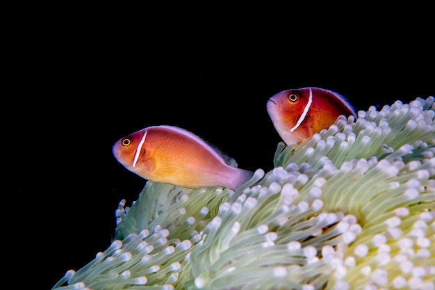 Błazenki wewnątrz czerwonego anemonu w Indonezji