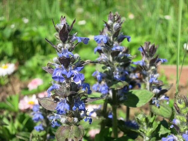 Błękitna trąbka Ajuga reptans kwiaty Lamiaceae wiecznie zielone rośliny wieloletnie