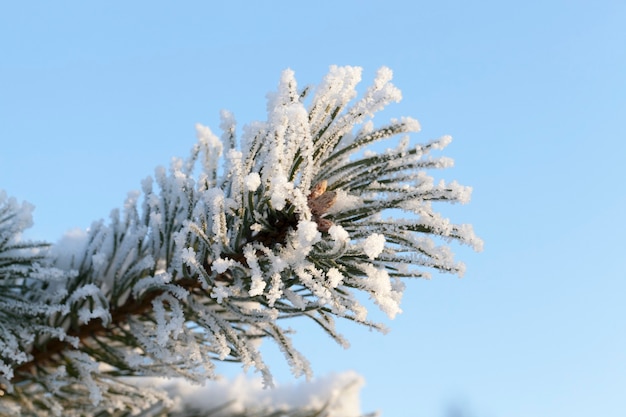 Błękitne niebo i gałązki sosny pokryte białym szronem, sfotografowane nie w okresie zimowym