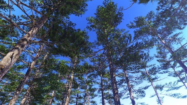 Błękitne niebo i las sosnowy syberyjski tło dla reklamy w przyrodzie i scenie reklamowej.