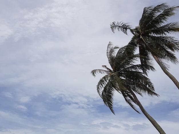 Błękitne Niebo Wzrost Tropikalnej Palmy