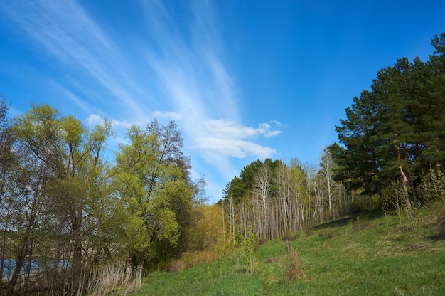Błękitne piękne niebo z chmurami cirrus na tle drzew Natura w tle