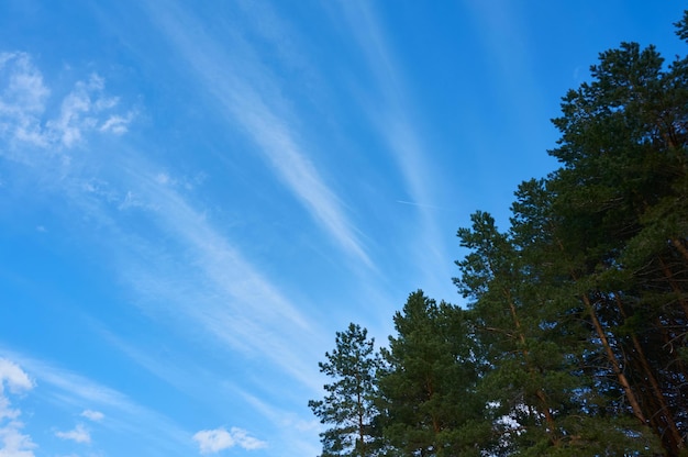 Błękitne piękne niebo z chmurami cirrus na tle drzew Natura w tle