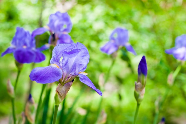 Błękitni irysowi kwiaty na zieleń ogródzie
