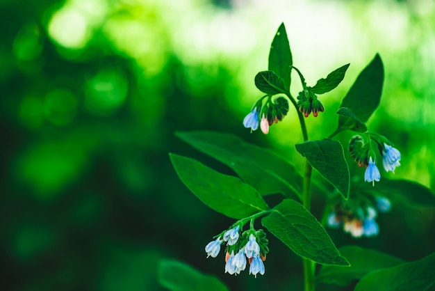 Błękitni kwiaty comfrey z zielonymi liśćmi r na bokeh tle.