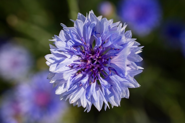 Błękitni Kwiaty Cornflowers W Polu Na Zielonym Tle