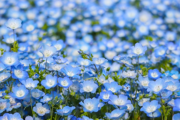 Zdjęcie błękitni nemophila kwiaty lądują przy hitachi nadmorski parkiem na wiosna sezonie.