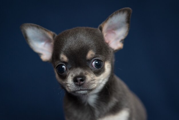 Błękitny chihuahua szczeniak na klasycznym błękitnym tle.