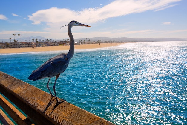 Błękitny czapli Ardea cinerea w Newport molu Kalifornia