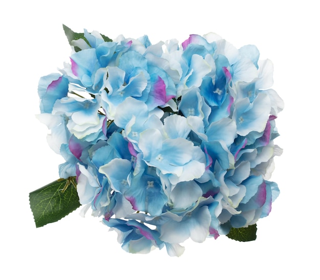 Błękitny kwiat Hepatica nobilis pokazuje wiele kątów Sztuczny niebieski kwiat Hepaticia nobilis z tkaniny używa się w układzie kwiatowym bukiet zaproszenie powitanie i wesele Białe tło izolowane