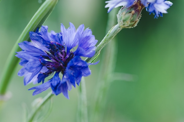 Błękitny kwiat z unfocused tłem.