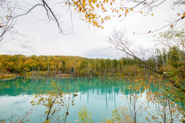 Błękitny Staw (aoiike) W Biei, Hokkaido Jesień