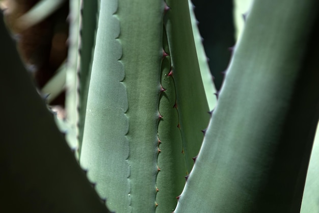 Bliska agawa kaktusowy wzór kaktusów lub cactaceae