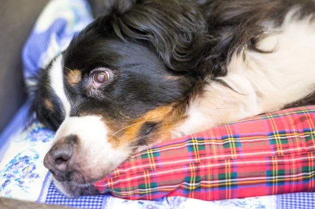 Bliska Berneński Pies Pasterski. Czas Spania. Pies śpi Na łóżku Człowieka.