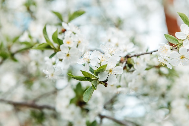 Bliska białe kwitnące drzewo. Sad wiśniowy, jabłkowy, sakura. Wiosenne liście, roślina organiczna, kwiat