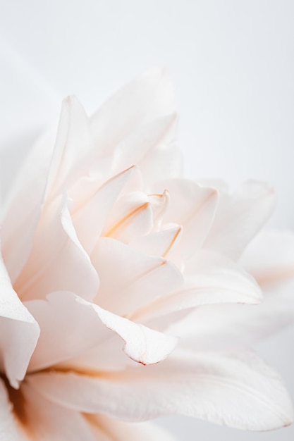 Bliska biały beżowy kwiat lilii naturalny kwiatowy tło pastelowy kolor z kopią miejsca Naturalne piękno kwitnący kwiat lilii Piwonia kwitnie pionowy kwiecisty obraz świętować naturę
