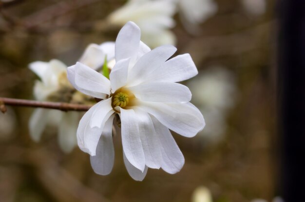 Zdjęcie bliska biały kwiat magnolii na tle wiosny kwitnące drzewo natura