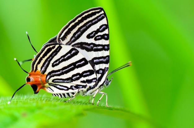 Bliska biały motyl z czarnymi paskami i pomarańczowym ogonem spoczywającym na liściu trawy, Club Silverline lub Spindasis syama terana