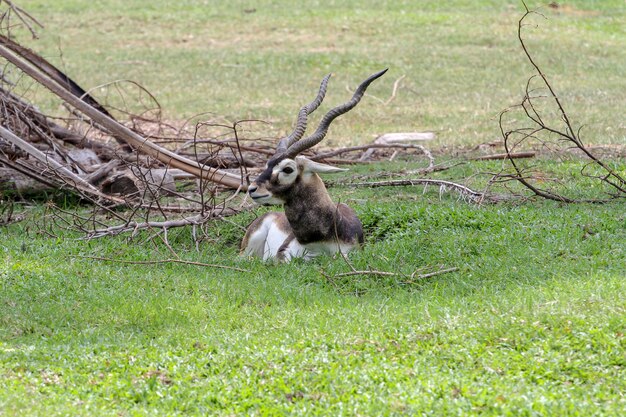 Bliska blackbuck usiąść w ogrodzie