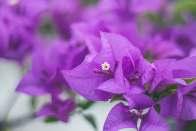 Bliska Bougainvillea żywy kolor i rozmyte tło