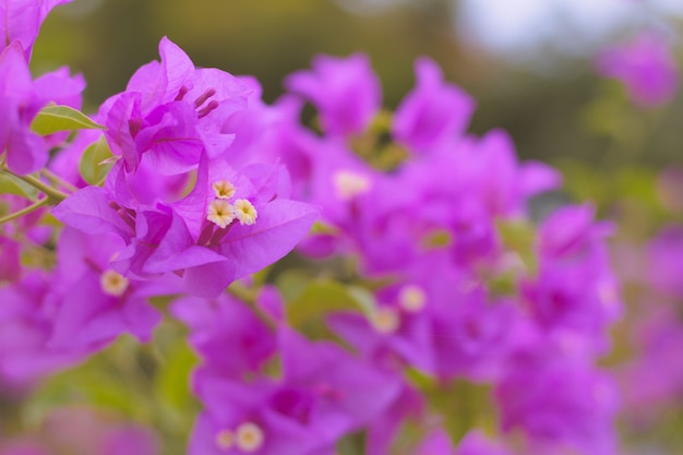 Bliska Bougainvillea żywy Kolor I Rozmyte Tło