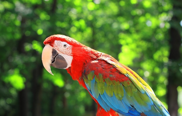 Bliska czerwona papuga ara na rozmytym tle