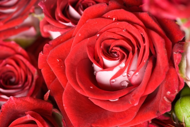 Bliska czerwona róża