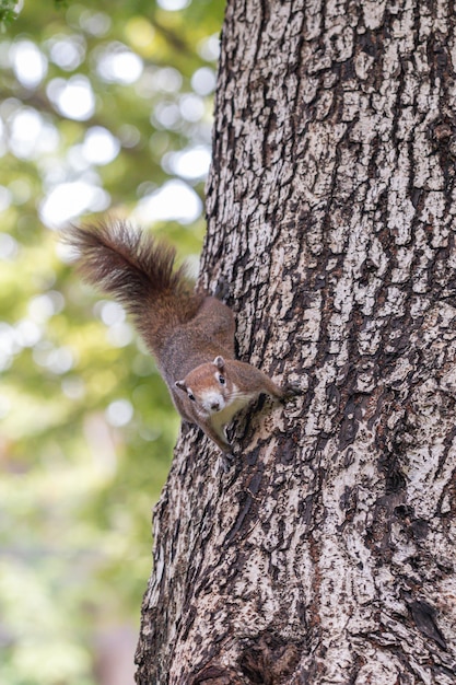 Zdjęcie bliska czerwona wiewiórka grająca w ogrodzie botanicznym