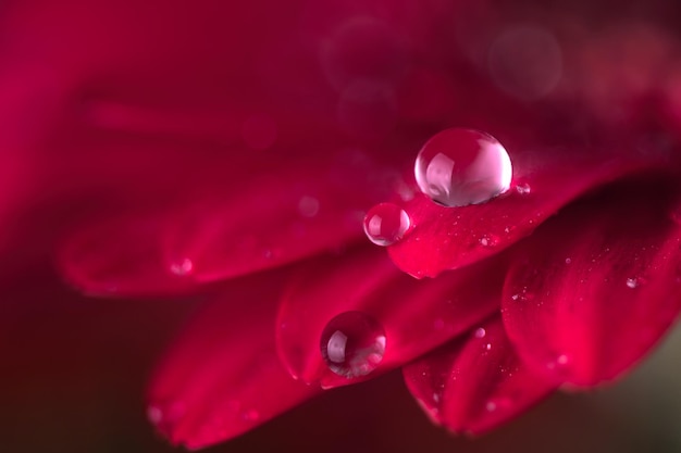 Bliska, czerwone płatki kwiatu gerbera kroplą wody Makrofotografia płatków kwiatu gerbera z rosy