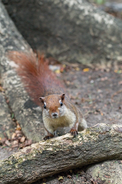 Zdjęcie bliska czerwono-brązowy kolor wiewiórki grającej w ogrodzie botanicznym.