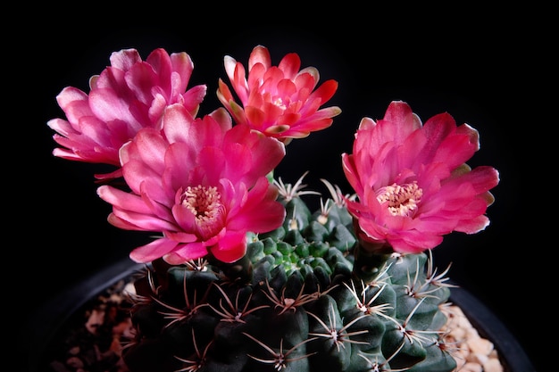 Bliska czerwony kwiat kaktusa gymnocalycium baldianum