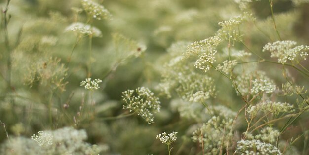 Zdjęcie bliska dzikich kwiatów pola natura lato wiosna tła