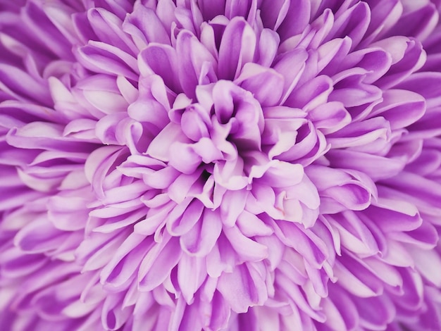 Bliska fioletowy kwiat chryzantemy. Fioletowy wzór flory na tle wiosna