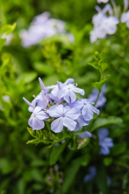 Bliska fokus Niebieski księżyc purpurowy Plumbago Leadwort kwiatów