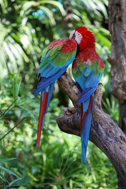 Zdjęcie bliska głowa ptaka papuga czerwona ara w ogrodzie