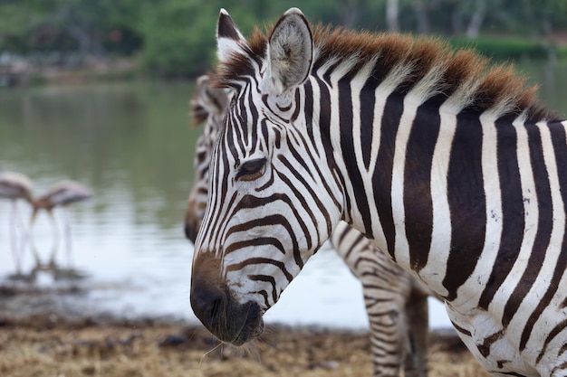 Bliska głowa Zebra Burchell w parku narodowym