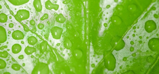 Bliska jasne krople wody na tekstury zielonych liści po deszczu