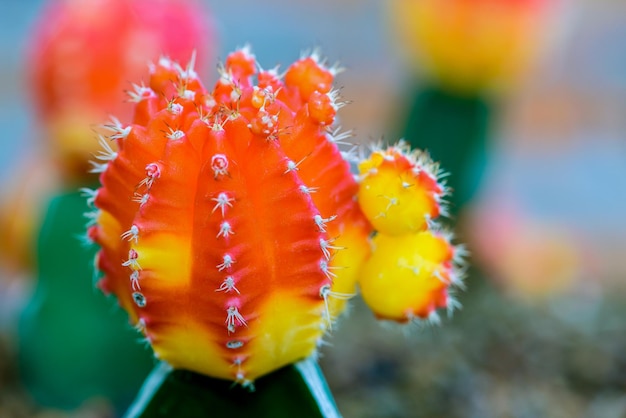 Bliska kolorowe małe kaktusy z pięknym żółtym i czerwonym kwiatem na drzewie Ruby Ball, szczepiony kaktus lub kaktus księżycowy, makro Gymnocalycium mihanovichii