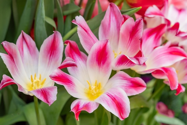 Bliska kwitnące różowe tulipany wiosenne kwiaty