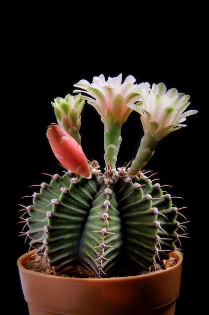Bliska kwitnący kwiat kaktusa gymnocalycium mihanovichii