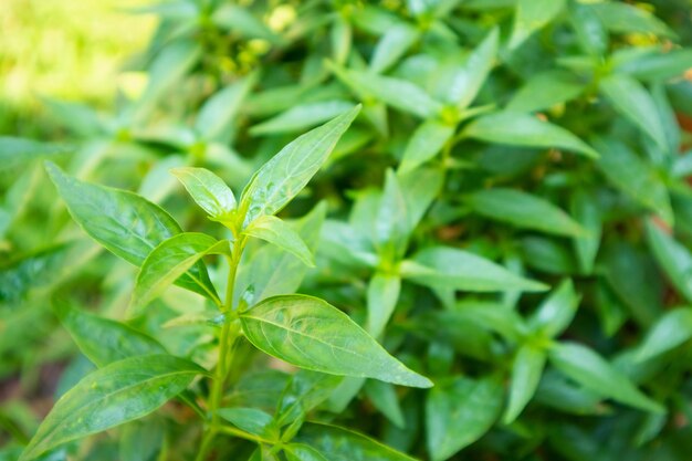 Bliska liście rośliny Andrographis paniculata Ayurveda ziołolecznictwo