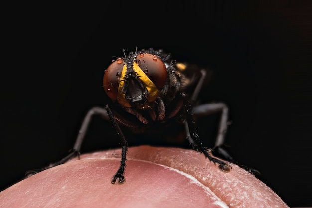 Zdjęcie bliska mucha siedząca na palcu