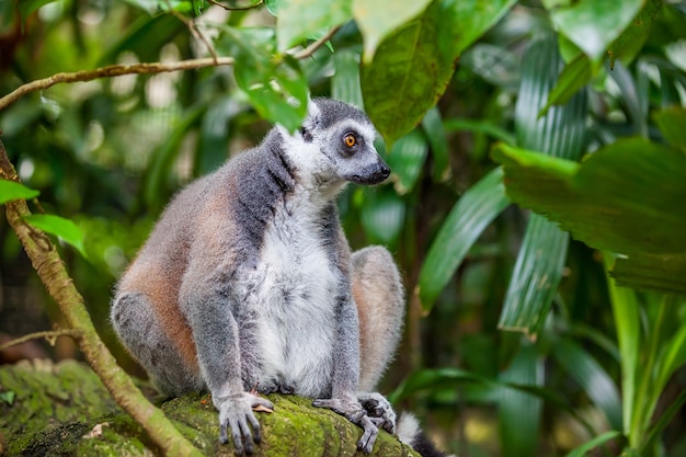 Bliska Ogoniasty Lemur