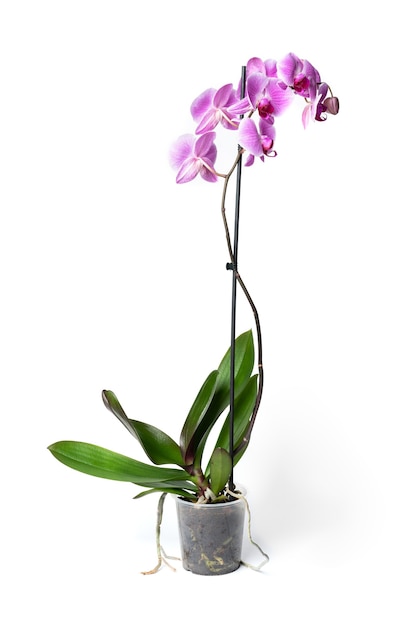 Bliska orchidea w studio